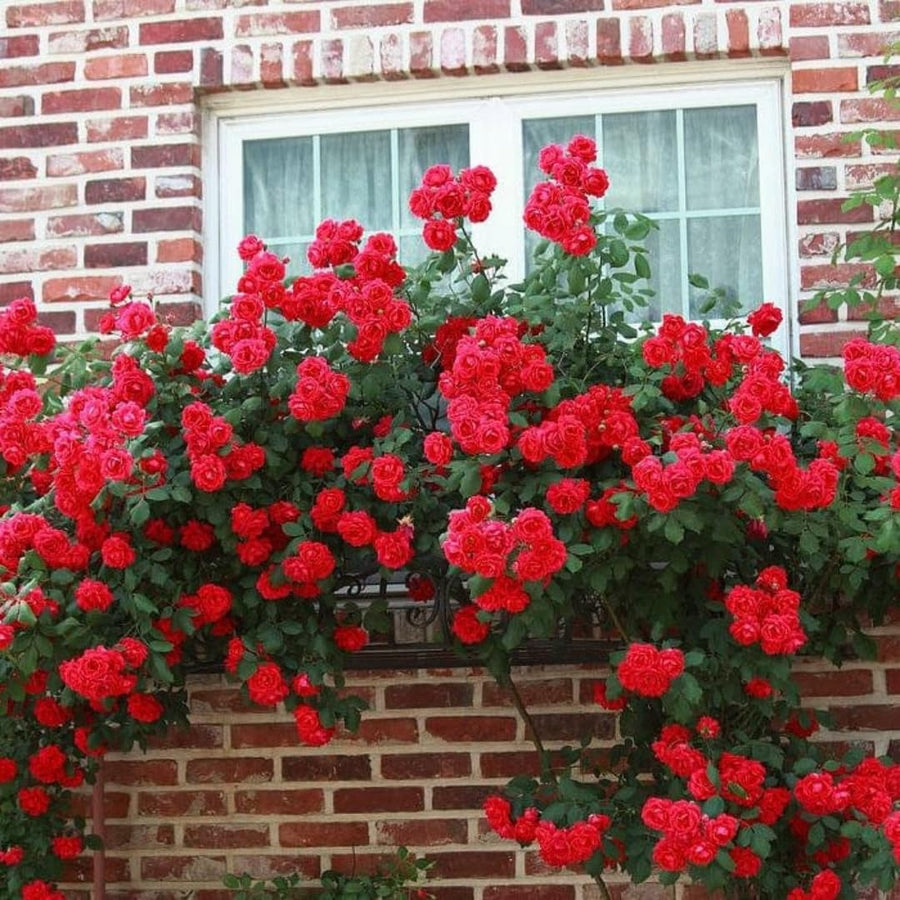 Red Climbing Rose Live Plant, Fragrant Rose Bush Ready to Plants, Zone 5 to 9, Size 3 to 5 Inches and Bare Root