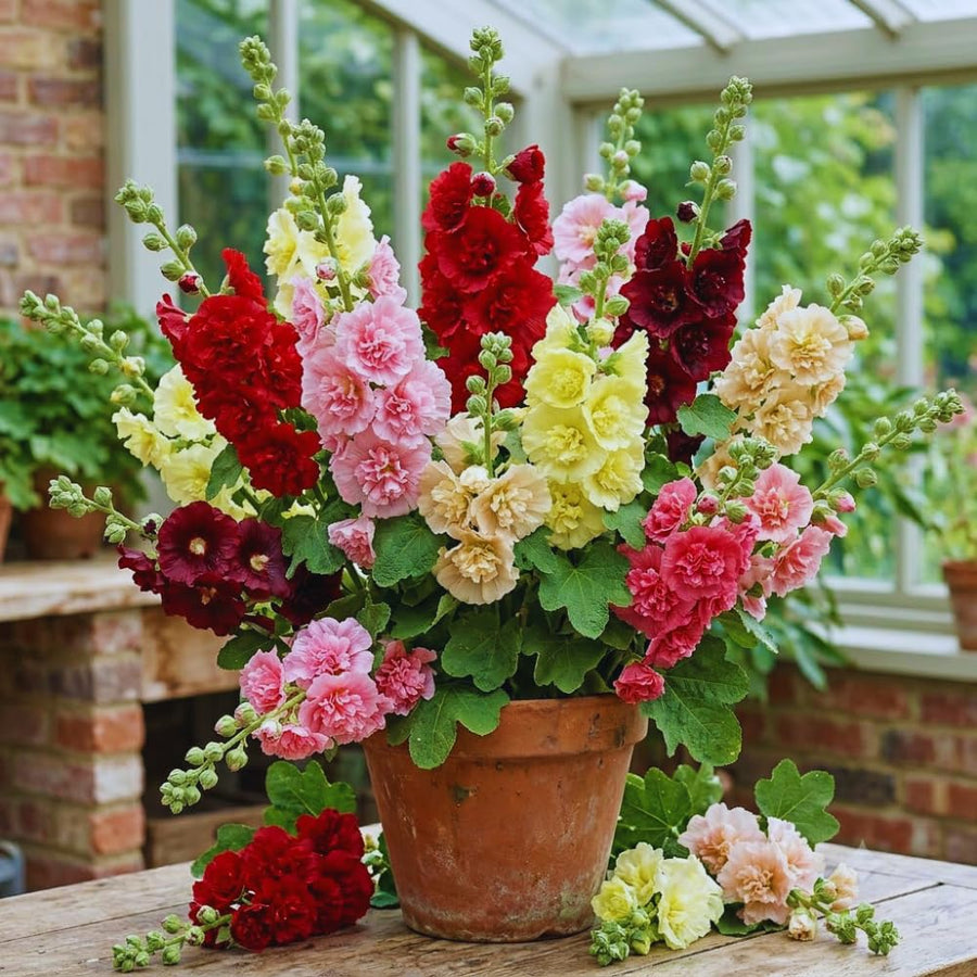 2 Mix Double Hollyhock Plants Live, 4 to 6 Inc Tall, Hollyhock Flower Live Plant Bare Roots, Perennial Flower Garden