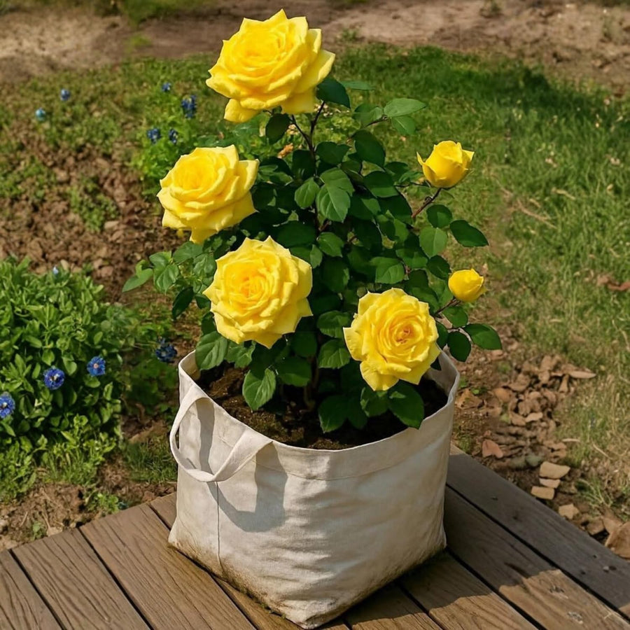 Mini Rose Bush, Miniature Rose Flowers in 3'' Pot, Compact Flowering Rose for Indoor Outdoor Gardens and Containers (Yellow Roses)