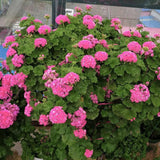 Pink Geranium Plants Live, 2 Plants, Geranium Flower Plants, Size Plant 4 Inches