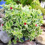 2 Variegated Baby Sun Rose Live Plants, Pink Ice Succulent in 2" Pots for Garden, Containers