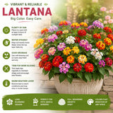 2 Lantana Plants Live, Perennial Live Flowering Lantana, Container Growing 4-9 Inch Tall - White