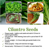 500 Cilantro Seeds for Planting Outdoor, Cilantro Plant Fast Growing Herb, Home Garden Plant Seeds