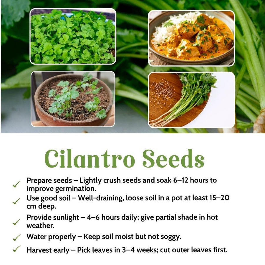 500 Cilantro Seeds for Planting Outdoor, Cilantro Plant Fast Growing Herb, Home Garden Plant Seeds