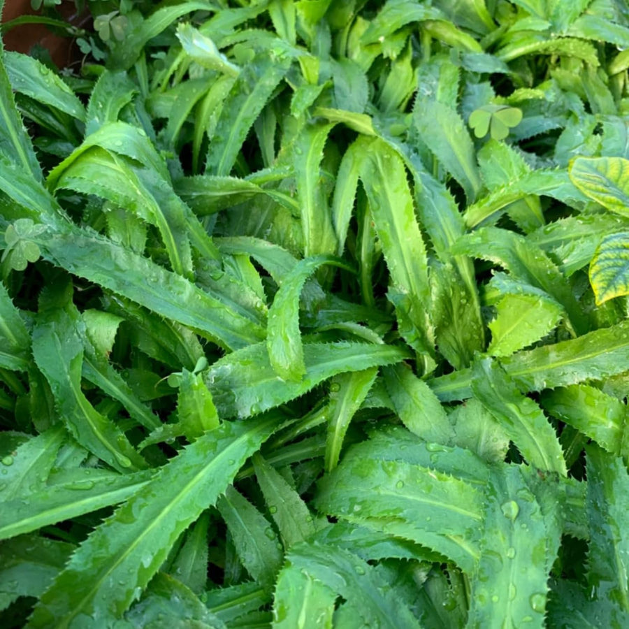 Culantro Plant Live, Culinary Herb Live Plant, 4 Inches Tall in 3.5 Inch Pot, Perennial Garden Beds