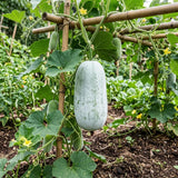 Winter Melon Live Plant in 4 Inches Pot, Wax Gourd Live Plant 4-8 Inches Tall, Home Garden Vegetable Plant for Outdoor Garden