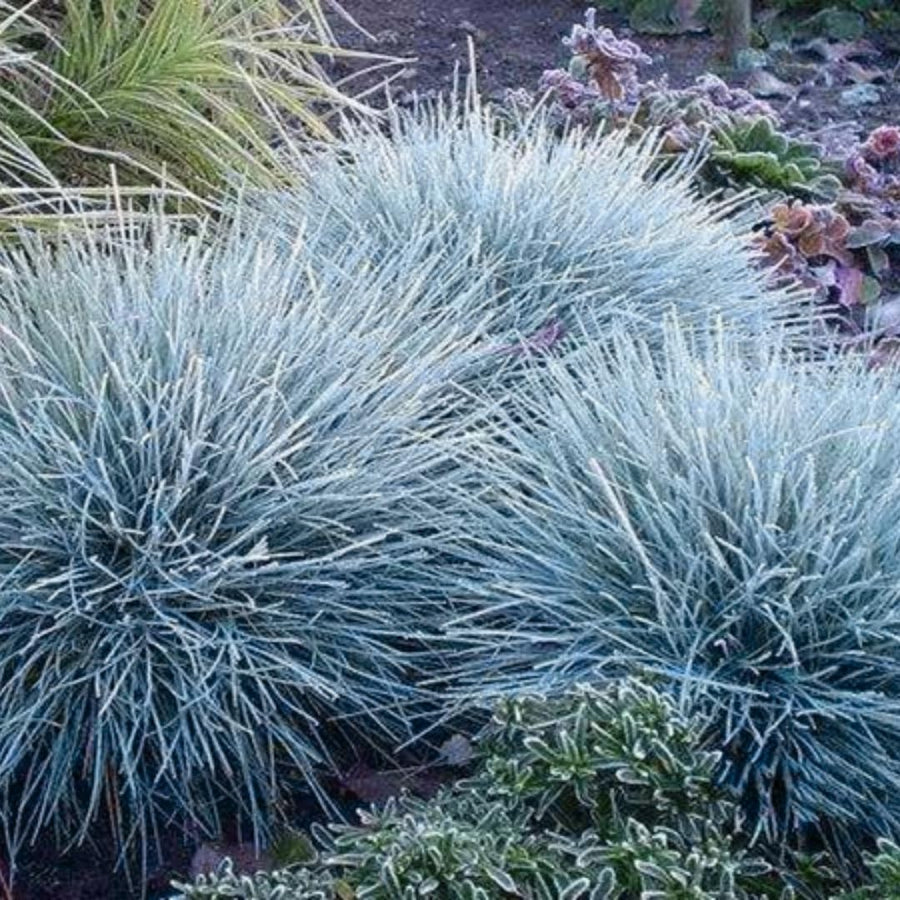 2 Blue Fescue Grass Live Plant in 4" Pot, Oranmental Grass for Home Decor Indoor Outdoor