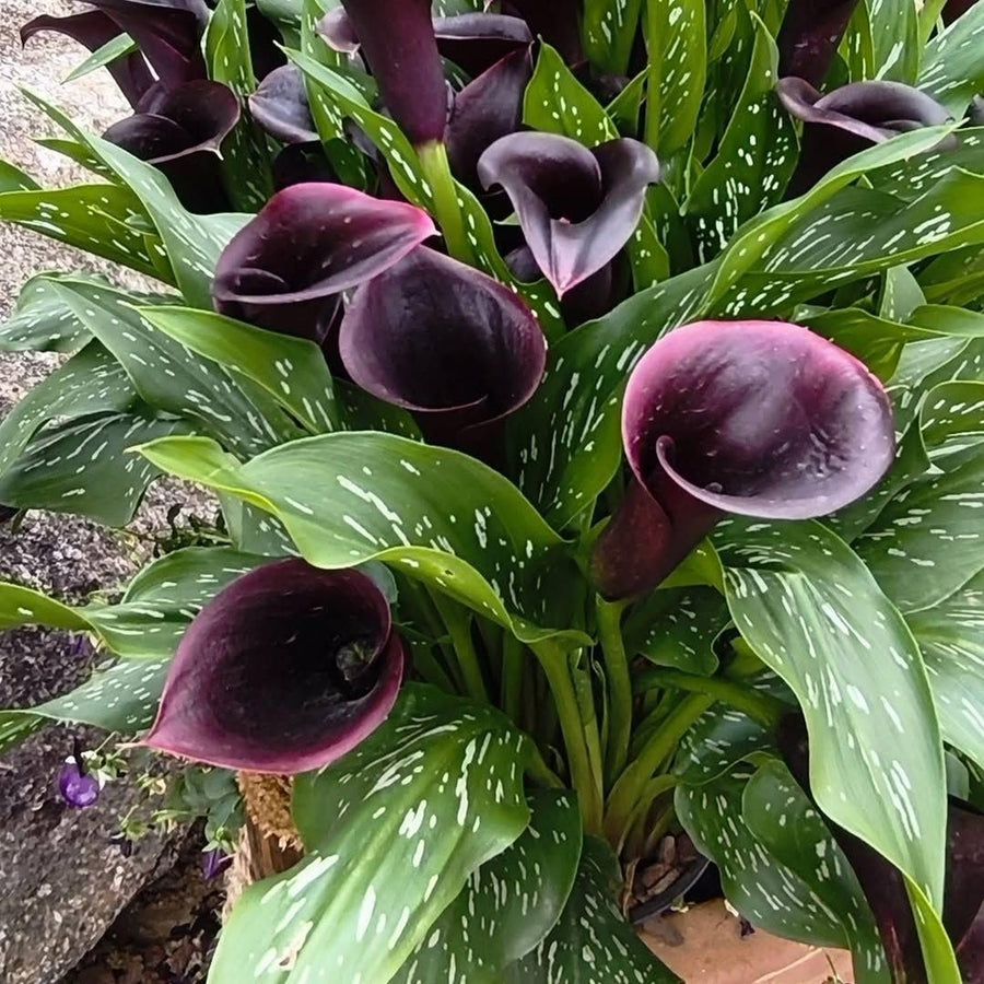 Set of 3 Black Calla Lily Bulbs for Planting, Ornamental Flower Bulbs for Garden Beds, Patio Pots, Flower Bulbs for Growing