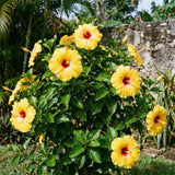 Set 7 Hibiscus Cuttings, Hardy Hibiscus Plants Live, Vibrant Blooming Flower, Well-Rooted Plant for Home Garden Indoor Outdoor (Yellow)