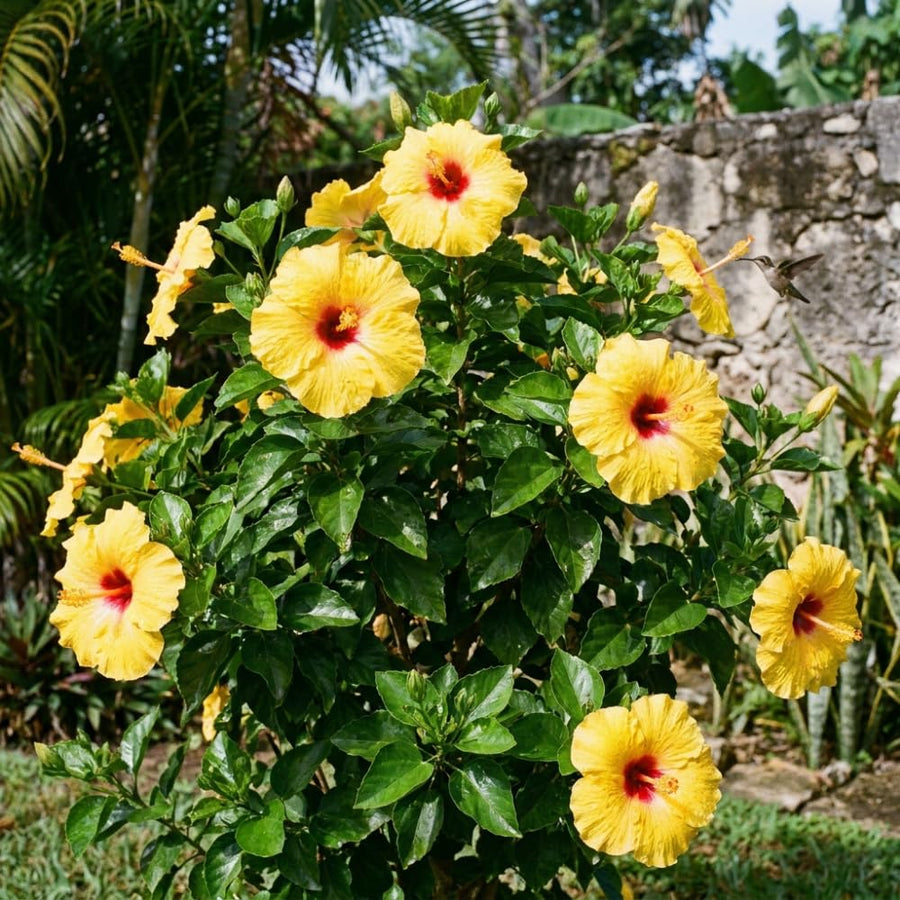 Set 7 Hibiscus Cuttings, Hardy Hibiscus Plants Live, Vibrant Blooming Flower, Well-Rooted Plant for Home Garden Indoor Outdoor (Yellow)