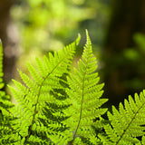 Set 10 Hay Scented Fern Rhizomes, Ferns Starter Roots, Perennial Fern Plants, Ready to Grow