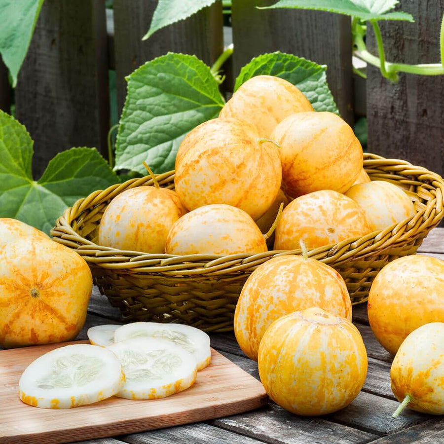 Lemon Cucumber Plants Live, 2 Plants Per Pots, Vegetable Plants, Cucumber Live Plants for Outdoor Planting, Live Cucumbers Plants
