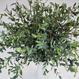 Eucalyptus Plant, Starter Eucalyptus Plant Live in 2.5" Pot, Cold Hardy, Fragrant Foliage, Ready to Grow Indoor Outdoor (Parvifolia)