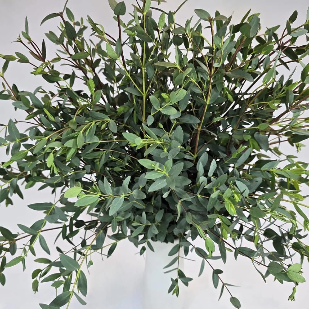 Eucalyptus Plant, Starter Eucalyptus Plant Live in 2.5" Pot, Cold Hardy, Fragrant Foliage, Ready to Grow Indoor Outdoor (Parvifolia)