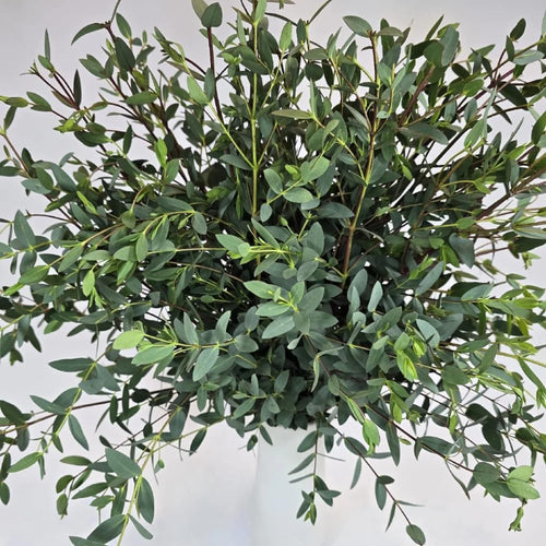Eucalyptus Plant, Starter Eucalyptus Plant Live in 2.5" Pot, Cold Hardy, Fragrant Foliage, Ready to Grow Indoor Outdoor (Parvifolia)