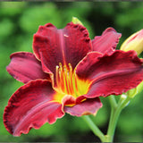 Red Daylily Roots, Live Reblooming Daylily Bare Root Perennial - 3 Roots for Planting Outdoor Garden Landscape