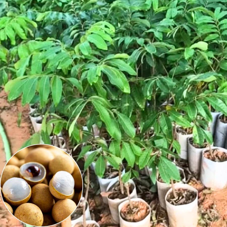 Live Longan Fruit Tree Plant, 6-12” Tall in 4” Pot, Sweet Tropical Longan Plant to Grow