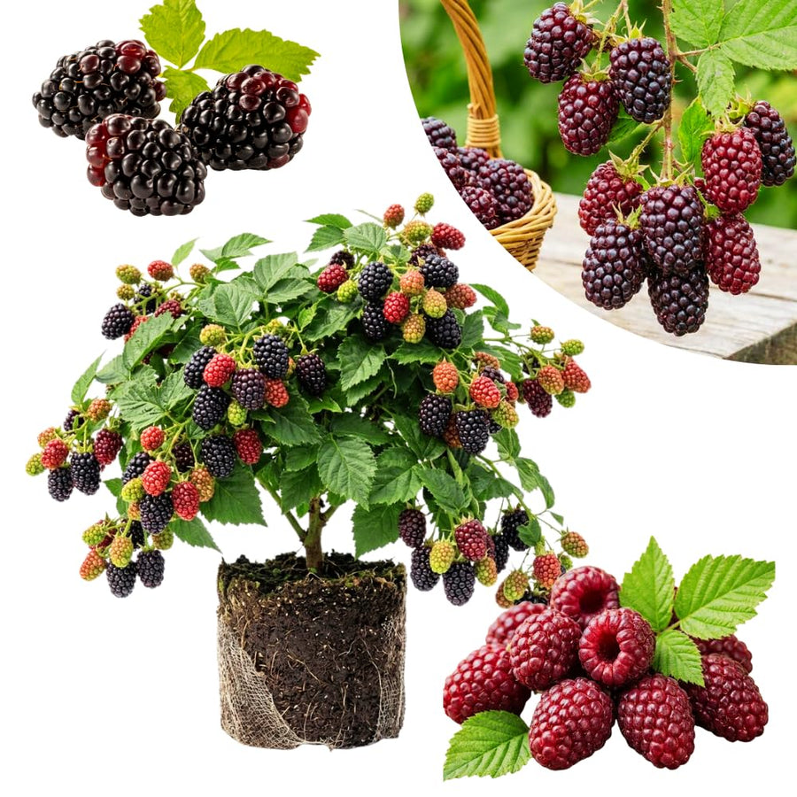 Thornless Boysenberry Plant Live, Boysenberry Starter Plants from 4-6 Inches Tall, Fruit Bearing Plant for Patio and Container Growing