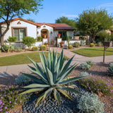 Set 4 Blue Agave Plants Live, Agave Live Plant, Easy Care Succulent Plant, 3 to 5 Inches Tall, Indoor Outdoor Growing