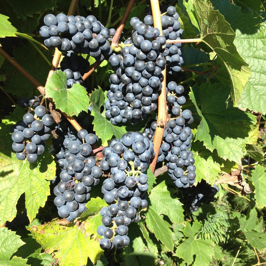 Summer Royal Black Seedless Grape Vines Trees Live Plants, Well-Rooted 1 to 2 Years Old, Grapes Plant Live for Outdoor Planting, Zones 3-9