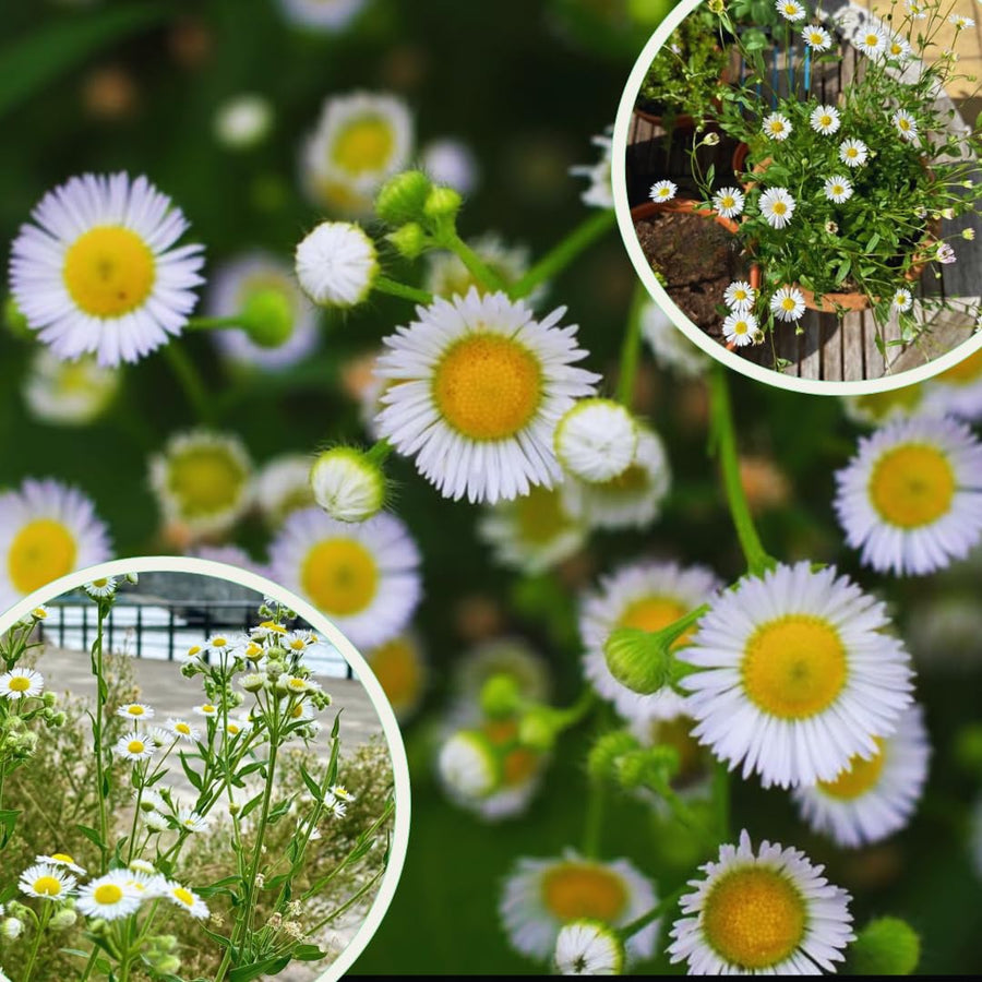 2 Daisy Flower Plants Live Gardening, 6 Inc Potted, Yellow White Daisy Plant Live for Growing