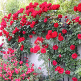 Climbing Bush Roses for Garden, Fragrant and Hardy Rose Plants for Outdoor Planting, No Pot, 5 to 9 Inc Tall Starter Plant Well-Rooted, Red Don Juan Blooms