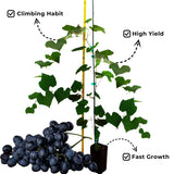 Black Grape Vine Plant Live for Planting, Grape Plant Live Grape Tree 1 to 2 Years Old, Grape Fruit Tree for Planting