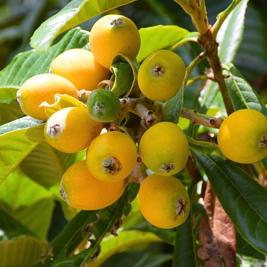 Golden Loquat Live Plant 8-10″ Tall, Tropical Fruit Tree Well Rooted, Outdoor or Container Planting