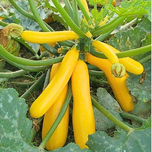 2 Yellow Zucchini Plants Live, Squash Vegetable Plants, 5–9 Inches Tall, Well Rooted, Ready for Home Garden Growing