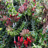 Lipstick Plants Live Houseplants, Curly Lipstick Plant in 3 Inch Pot, Rare Twisted Aeschynanthus Houseplant Indoor Outdoor Garden, Perennial Tropical Vine Plant