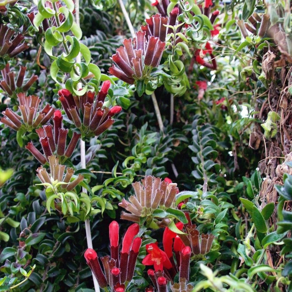 Lipstick Plants Live Houseplants, Curly Lipstick Plant in 3 Inch Pot, Rare Twisted Aeschynanthus Houseplant Indoor Outdoor Garden, Perennial Tropical Vine Plant