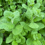 TANKDA Sets 2 Live Mint Plants Herb in 3.5" Pot, Fresh Random Mint for Indoor Outdoor Growing, Spring Planting, 5-9" in Tall