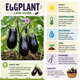 Live Eggplant Plant, Purple Eggplant Live, 4-7 Inches Tall in 4'' Pot, Long Vegetable Plant for Outdoor Garden