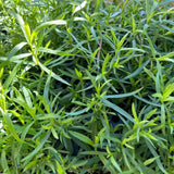 Pack 2 French Tarragon Plants Live, Tarragon Herb Plant Ready to Grow, 5-9 Inch Tall, Tarragon Mint for Your Garden