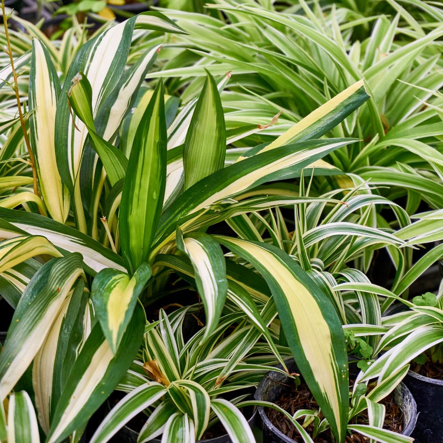 Set of 2 Live Variegated Spider Plants, Curly Spider Houseplant, No Pot, 2-4 Inches Tall for Indoor or Outdoor Planting