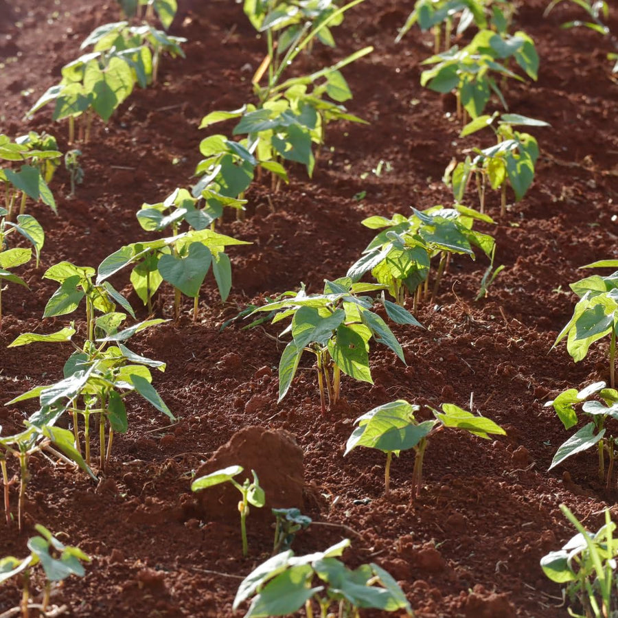 Live Green Beans Plant for Planting, 4 to 6 Inches Tall, Green Bean Vegetable Plant, Ready to Grow Vegetable Plant for Raised Beds and Containers