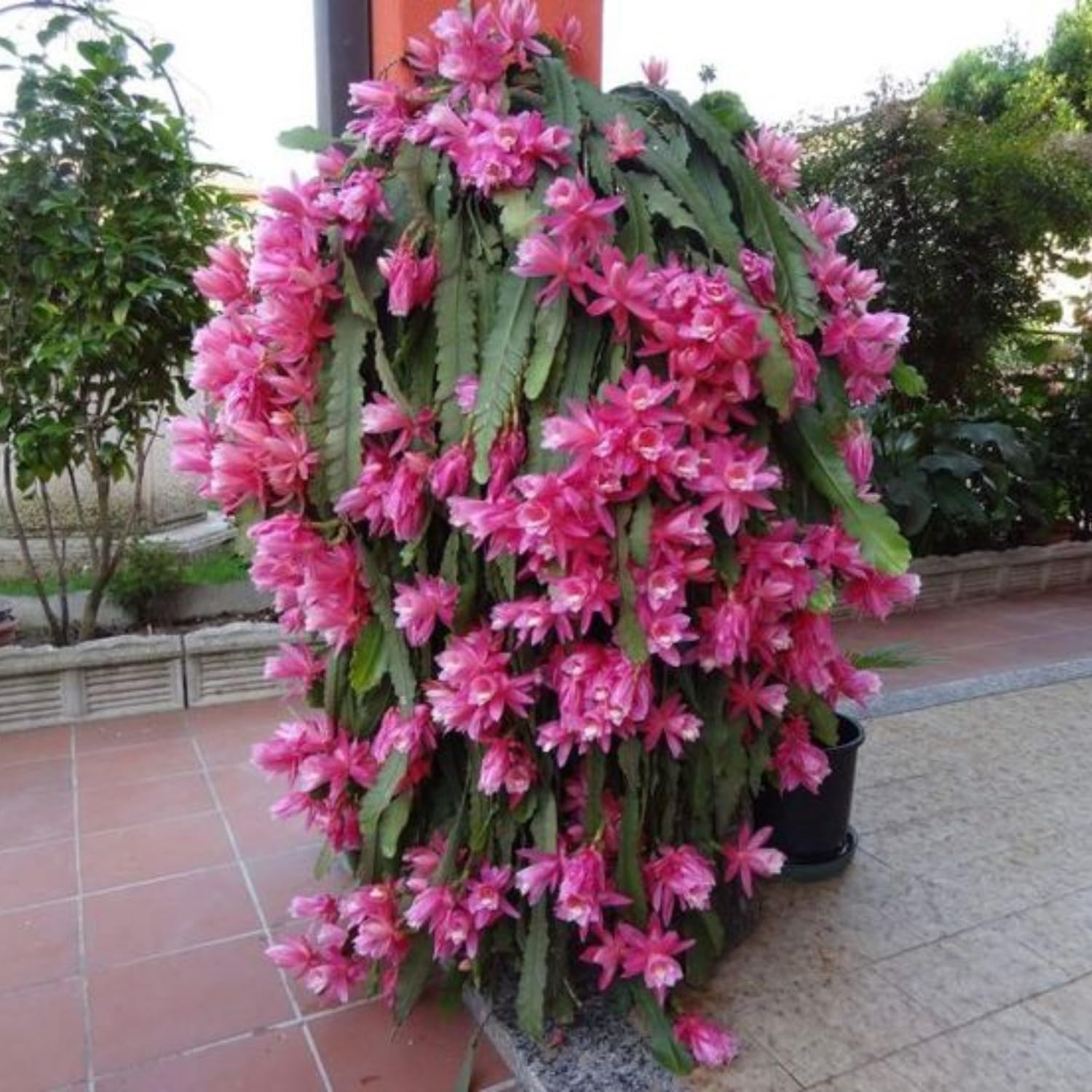 Long Epiphyllum Orchid Cactus Plants Live Tree, 1 Feet Tall Fully-Rooted in 4" Pot, Orchird Cactus Cold Hardy, Fragrant (Pink)