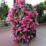 Long Epiphyllum Orchid Cactus Plants Live Tree, 1 Feet Tall Fully-Rooted in 4" Pot, Orchird Cactus Cold Hardy, Fragrant (Pink)