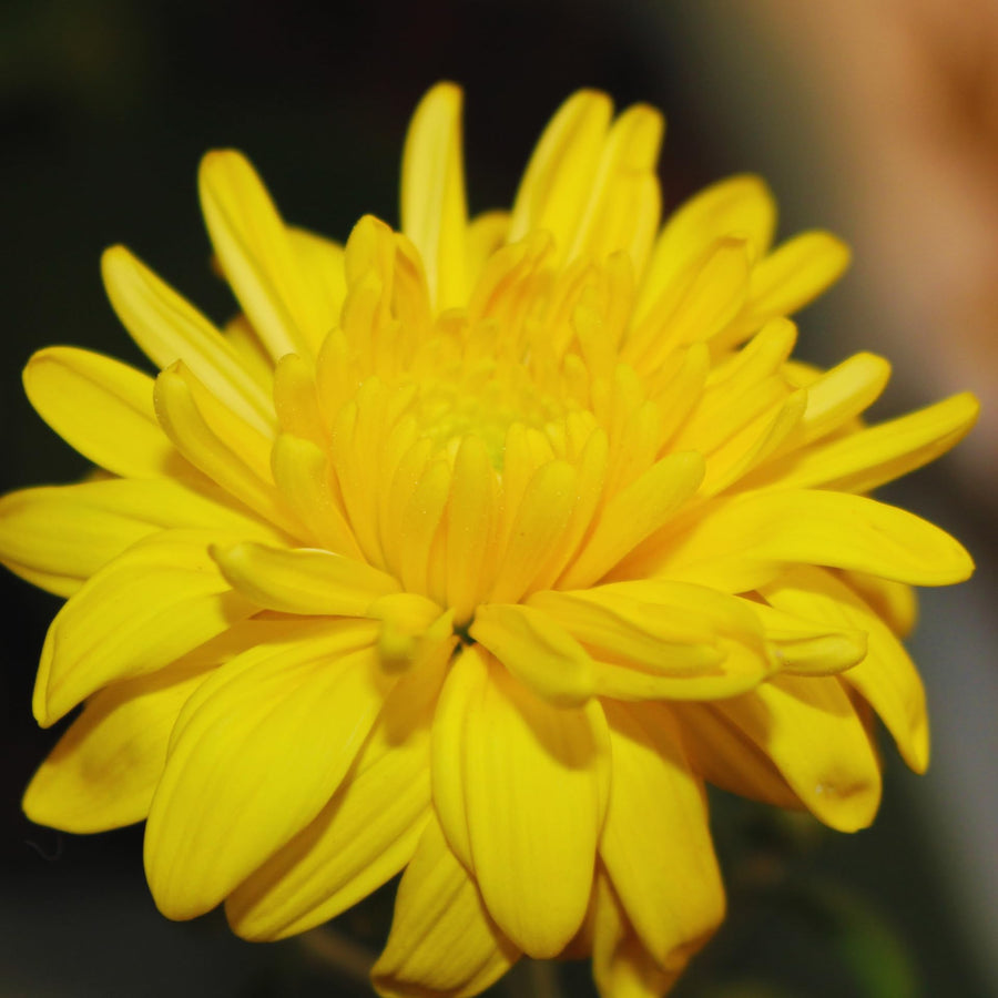 Chrysanthemum Plants Live Tree Well Rooted, 4 to 6 Inches Tall, Mums Plants Live, 2 Plants for The Patio and Garden (Yellow)