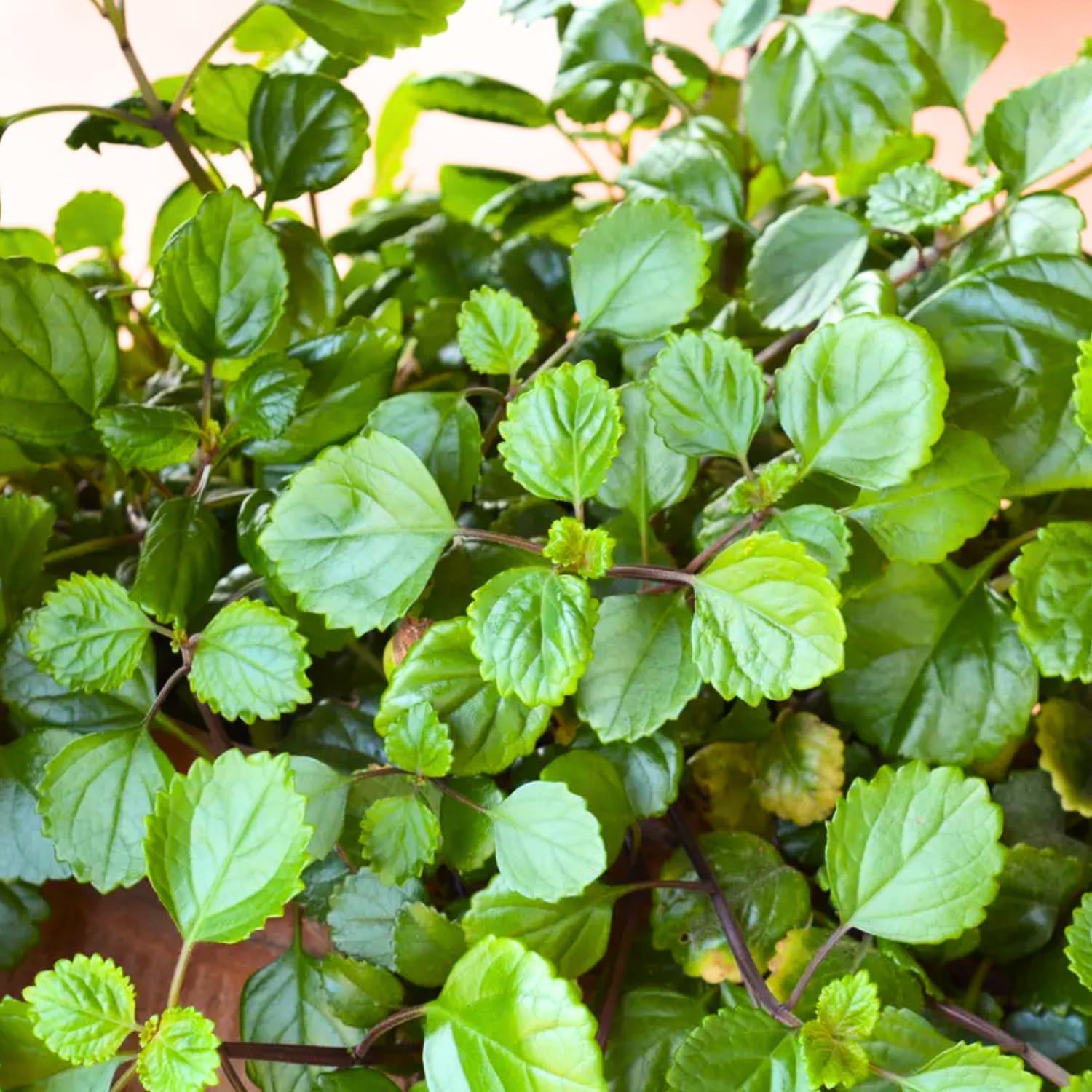 1 Plectranthus Swedish Ivy Plant Live, Swedish Ivy Mint Herb Houseplants in 3.25 Inch Pot for Indoor and Outdoor