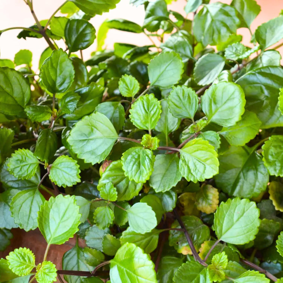 2 Green Swedish Ivy Plants Live for Planting - in 2 Inch Pot - Swedish Ivy Mint Seedlings 5" Tall