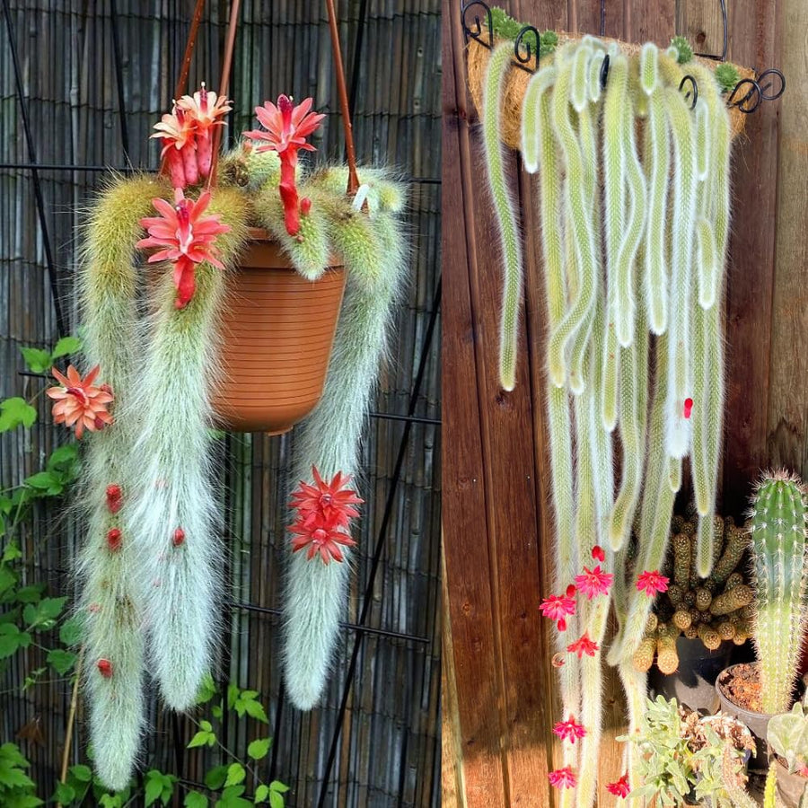 Trailing Monkey Tail Cactus Live Succulent, 10-15” Tall Rare Cactus Plant for Hanging Basket or Garden, No Pot Included