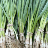 50+ American Flag Leeks Seeds, Vegetable Garden Seeds, Suitable for Backyard and Outdoor Planting