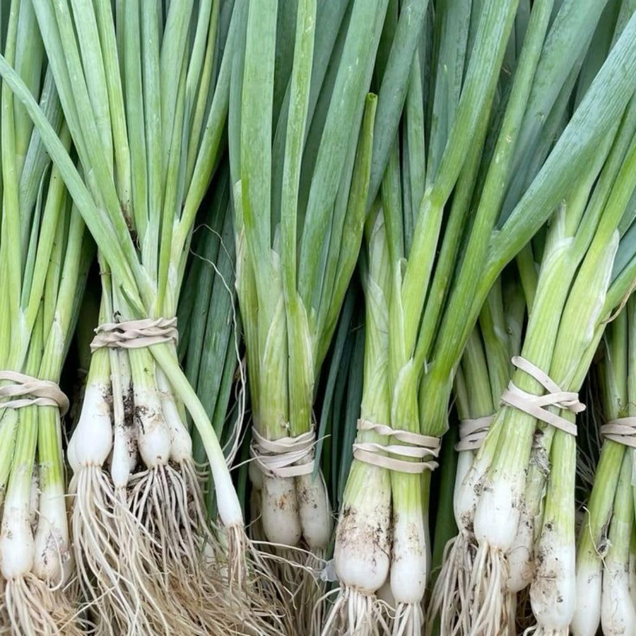 50+ American Flag Leeks Seeds, Vegetable Garden Seeds, Suitable for Backyard and Outdoor Planting