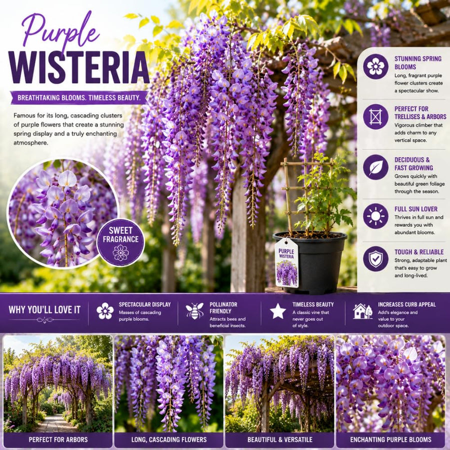 Purple Wisteria Tree Live Plant, Wisteria Live Plant, Purple Flower, 3-5 Inches Tall in 2.5 Inch Pot for Planting, Dormant in Winter
