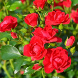 2 Rose Plants Live, Rose Bush Live Plants, Fragrant Rose Flowers, Well Rooted 5-10 Inch Tall, No Pot (Red Rose)