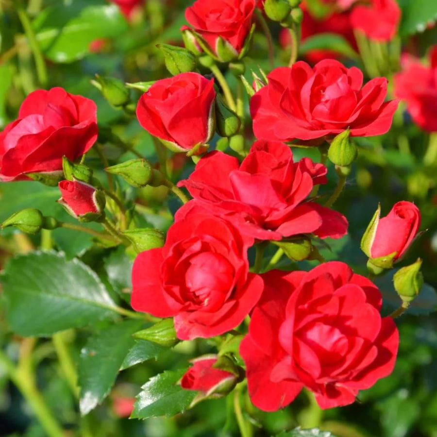2 Rose Plants Live, Rose Bush Live Plants, Fragrant Rose Flowers, Well Rooted 5-10 Inch Tall, No Pot (Red Rose)