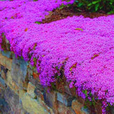35000 Dwarf Creeping Thyme Seeds for Planting, Year-Round Ground Cover Thyme Seeds for Garden Borders and Rock Gardens