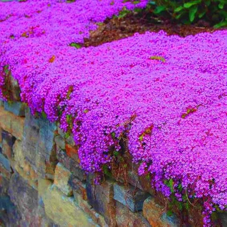 35000 Dwarf Creeping Thyme Seeds for Planting, Year-Round Ground Cover Thyme Seeds for Garden Borders and Rock Gardens