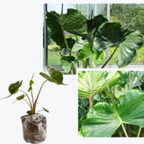 Alocasia Plant Green Stem, Elephant Ear Plants, Variegated Colocasia Plant, Colocasia Alocasia Esculenta Taro for Indoor Outdoor Gardens, Very Cold Hardy